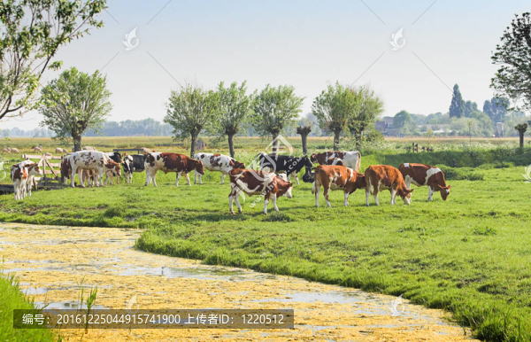 荷蘭鄉(xiāng)村景觀與牛羊