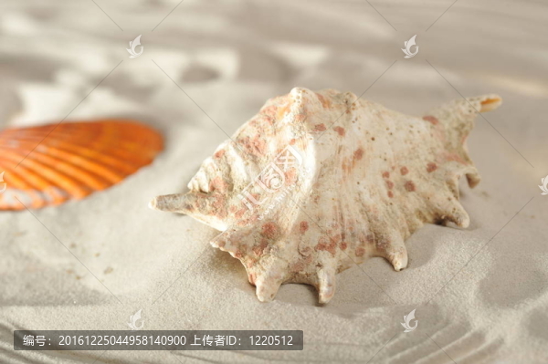 海扇殼砂