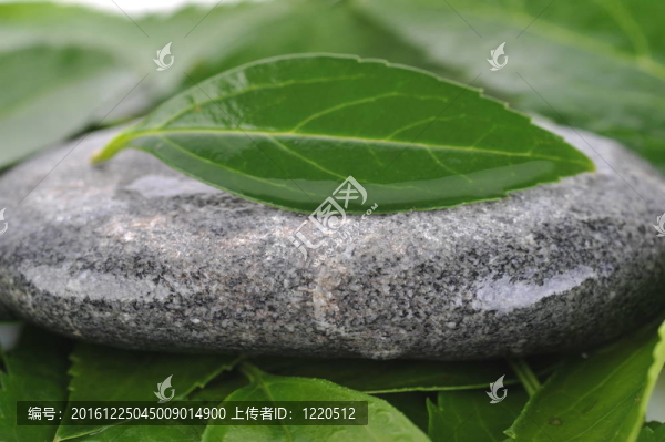 石頭和綠葉
