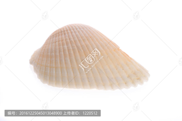 海舟是白色的