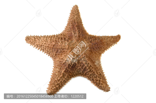 海星