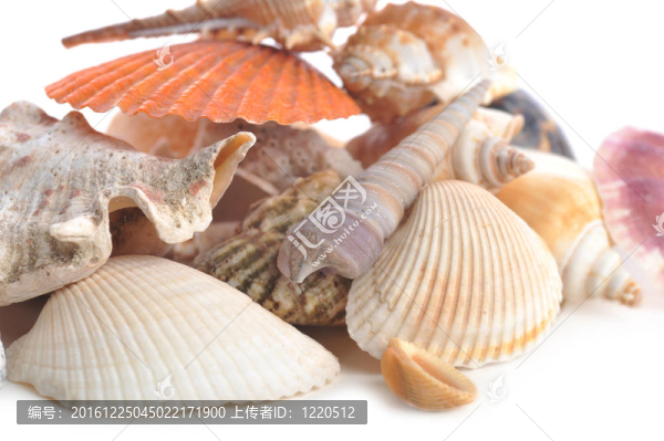 五色海海扇殼和海星