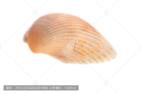 海舟是白色的