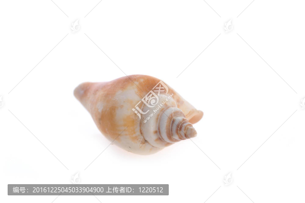 海舟是白色的