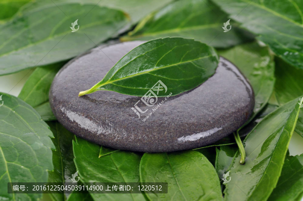 石頭和綠葉