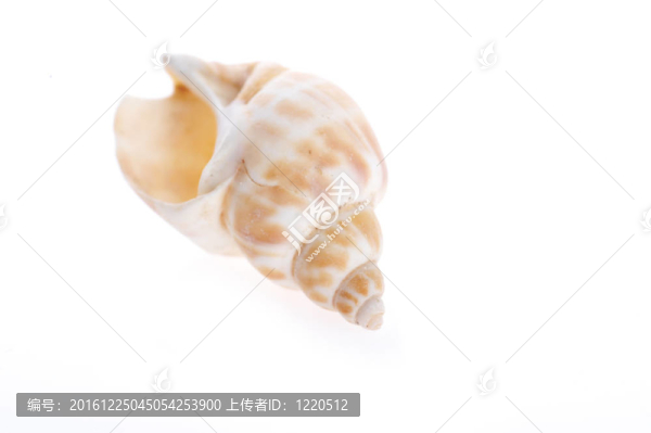 海貝殼特寫