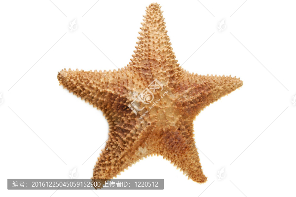 海星