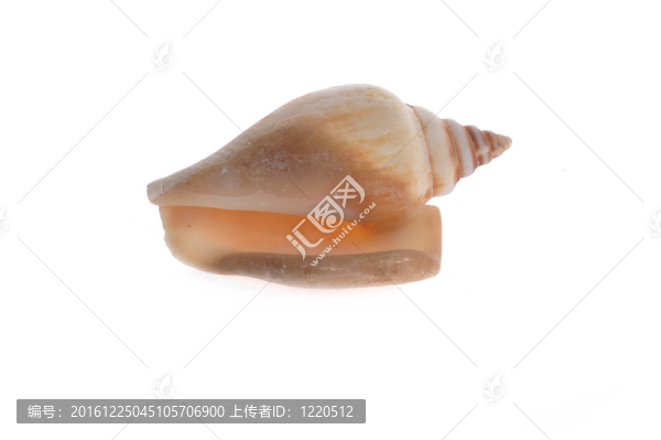 海貝殼特寫(xiě)