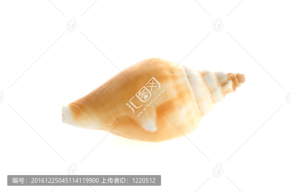 海殼關(guān)閉孤立白色