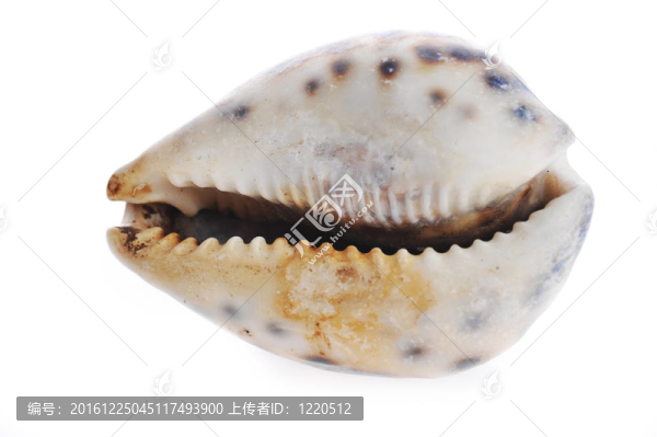 海舟是白色的
