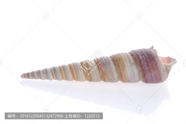 海舟是白色的