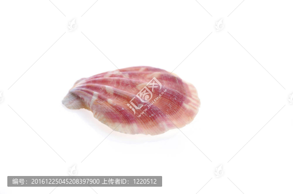 海舟躺在白色的表面