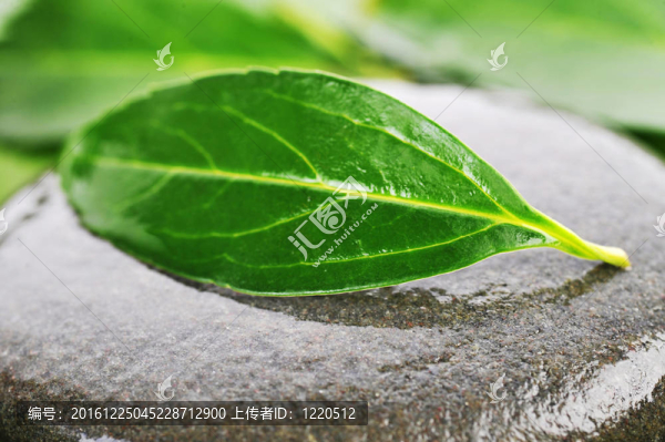 石頭和綠葉
