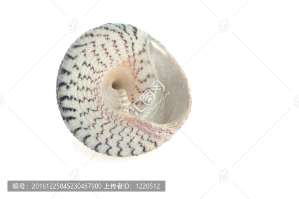 海舟是白色的
