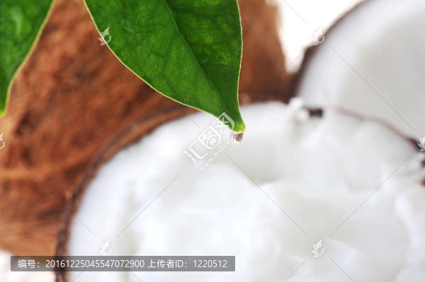 破碎的成熟的椰子
