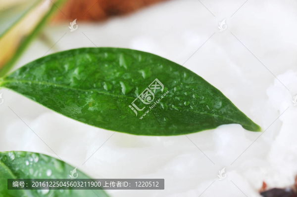 成熟的椰子和葉子