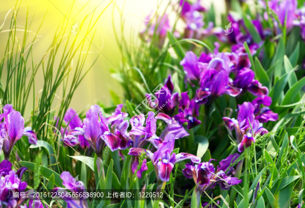 春天的鳶尾花