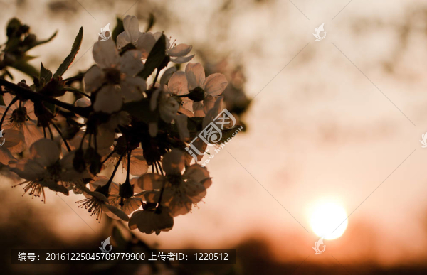 花開