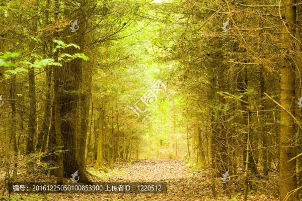 樹