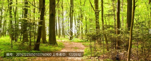 樹