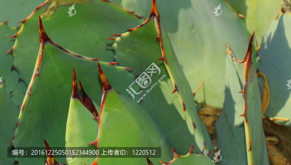 龍舌蘭