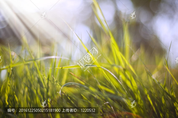 郁郁蔥蔥的青草和散焦的背景虛化背景燈背景