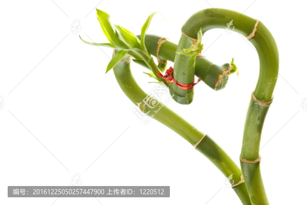 竹