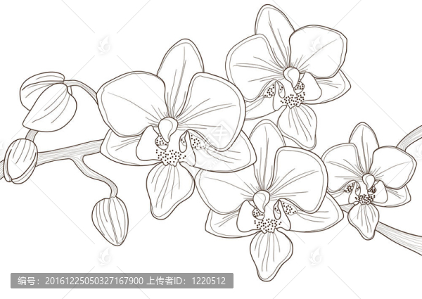 小枝的蘭花