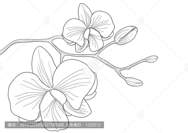 蘭花