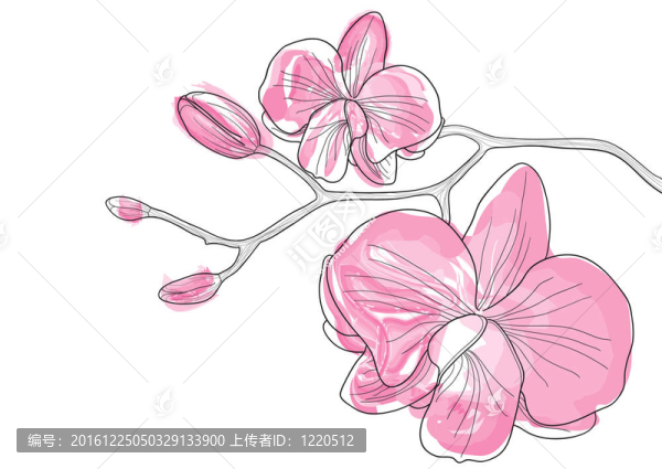 蘭花花