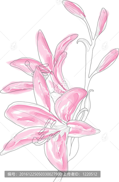 粉紅莉莉