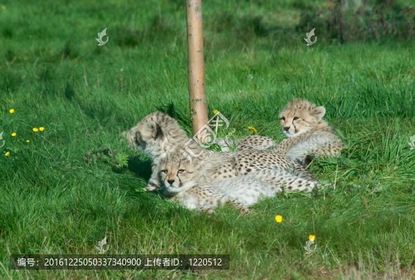 獵豹幼崽