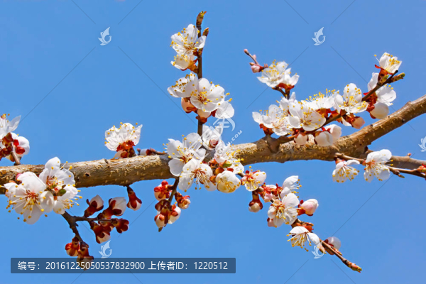 杏花樹