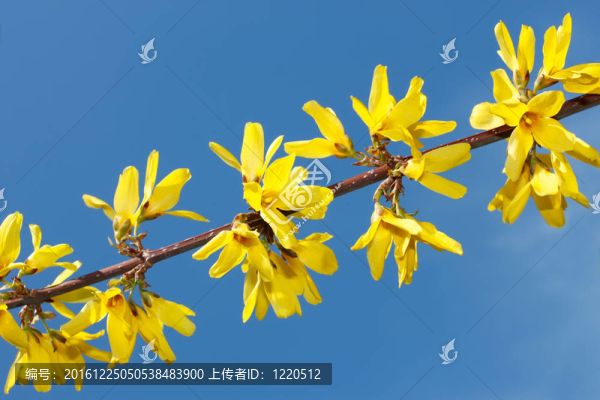 花黃嫩枝