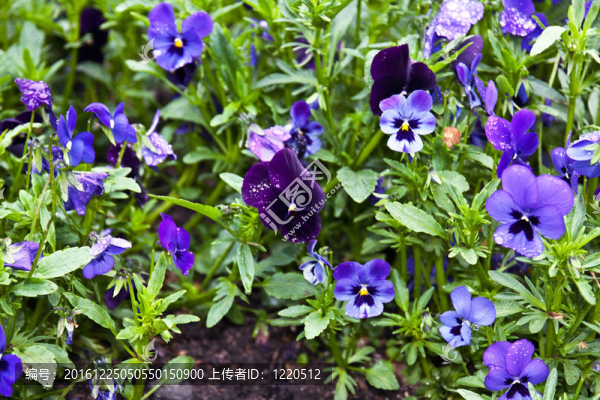 花壇