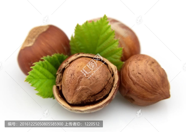 榛子葉