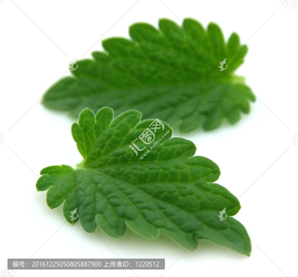 新鮮香蜂草