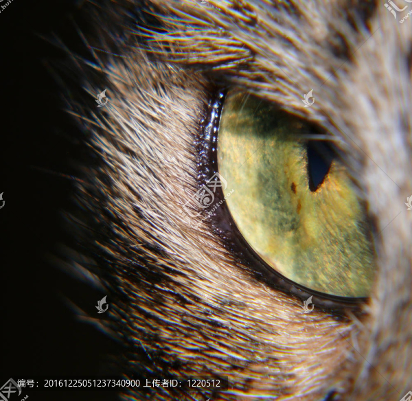 貓的眼睛