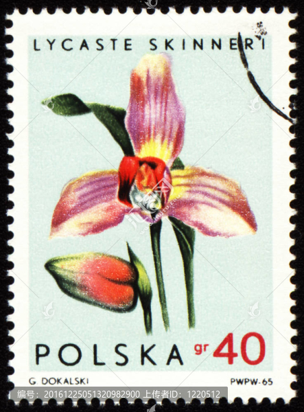 Orchid,Lycaste,Skinneri郵票