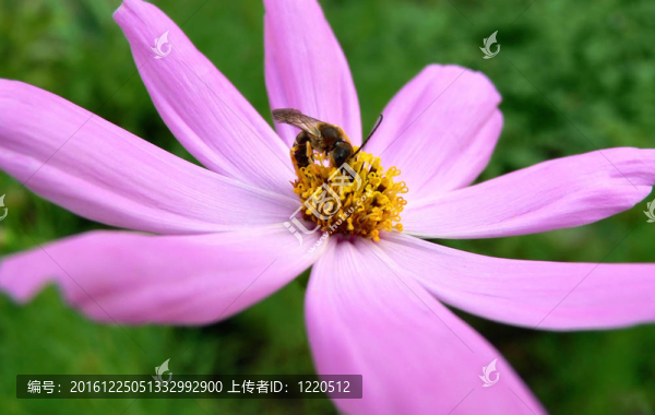 美麗的花