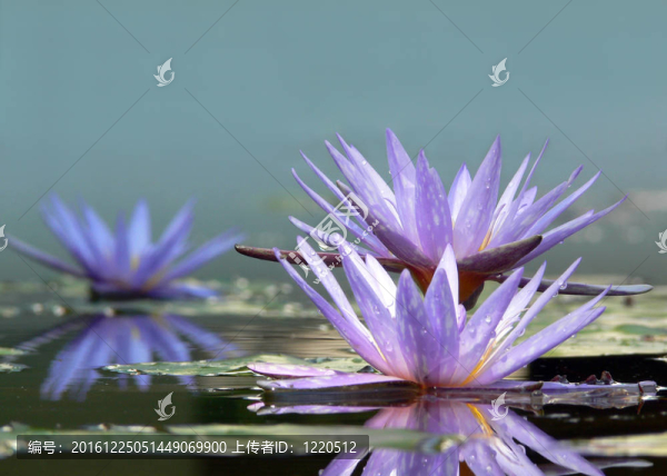 蓮花