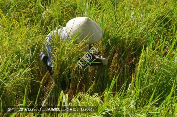 稻田越南農(nóng)民