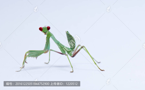 螳螂