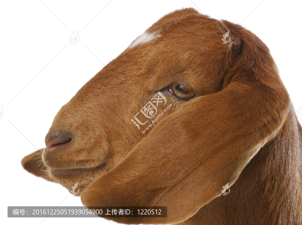 山羊的肖像