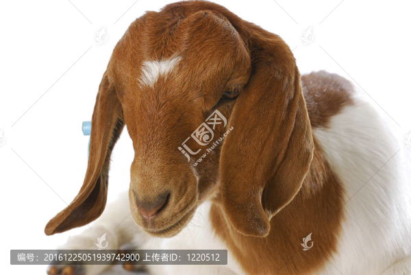 山羊doeling
