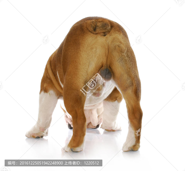 公狗的背后