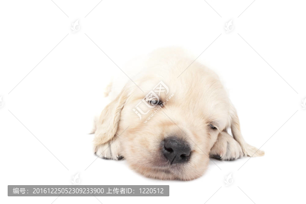 漂亮的小狗睡覺
