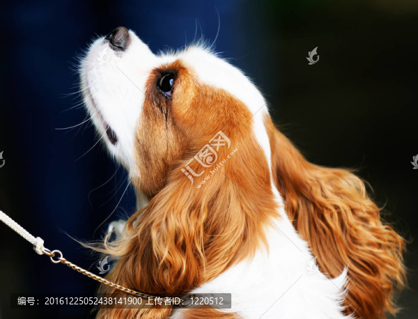 查爾斯王小獵犬