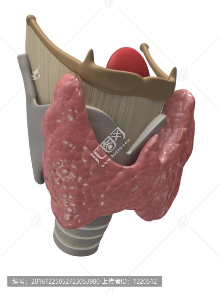 甲狀腺、喉