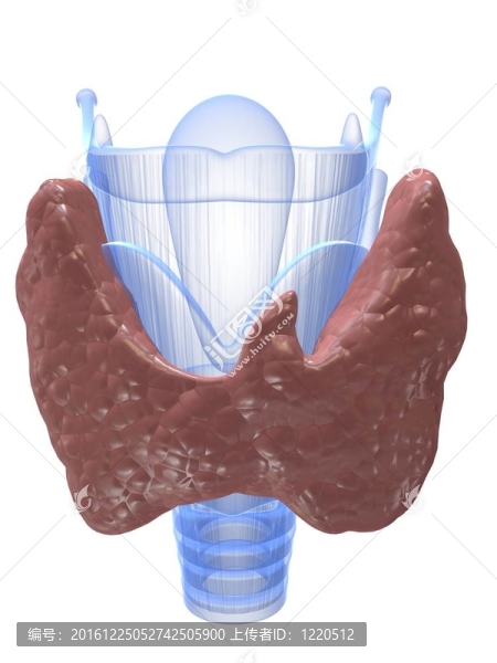 甲狀腺、喉